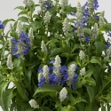 Picture of Salvia Sallyfun Bicolour Beauty