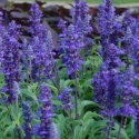 Picture of Salvia Sallyfun Blue Emotion