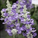 Picture of Salvia Sallyfun Blue Tune