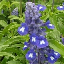 Picture of Salvia Sallyfun Blue