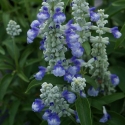 Picture of Salvia Sallyfun Sky Blue