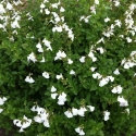 Picture of Salvia So Cool Glare