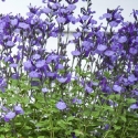 Picture of Salvia So Cool Pale Blue