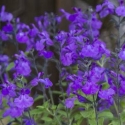 Picture of Salvia So Cool Purple