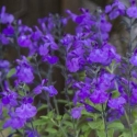 Salvia So Cool Purple Picture of Salvia So Cool Purple
