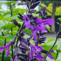 Picture of Salvia Spencer Lake