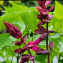Picture of Salvia Strawberry Lake