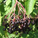 Picture of Sambucus Nigra