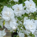 Picture of Sanders White Clg-Rose