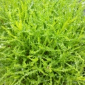 Picture of Santolina Lime Fizz