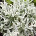 Picture of Santolina chamaecyparissus