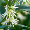 Picture of Sarcococca Confusa