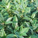 Picture of Sarcococca Orientalis