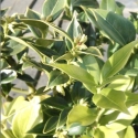 Picture of Sarcococca Ruscifolia