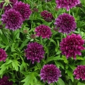 Picture of Scabiosa Gelato Blueberry