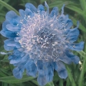 Picture of Scabiosa Ritz Blue