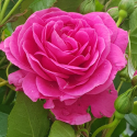 Picture of Scent By An Angel-Rose
