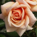 Picture of Scent To Remember-Rose