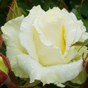 Picture of Scentasia Std 45cm Single Bud-Rose