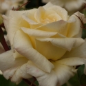 Picture of Scentasia Std 80cm-Rose