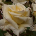 Picture of Scentasia-Rose