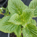 Picture of Schizophragma Integrifolium