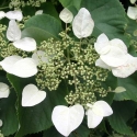 Picture of Schizophragma Hydrangoides