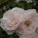 Picture of Seafoam Std Weeper 1.8m-Rose