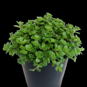 Picture of Sedum Green Blob