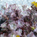 Picture of Sedum Purple Blob