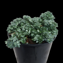 Picture of Sedum Silver Blob