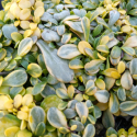 Picture of Selliera Sundrops