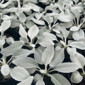 Picture of Senecio Angel Wings