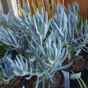 Picture of Senecio Chalksticks