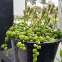 Picture of Senecio String of Pearls