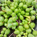 Picture of Senecio String of Watermelons