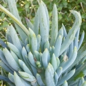 Picture of Senecio Serpens