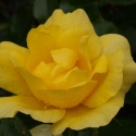 Picture of Serendipity-Rose