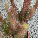 Picture of Serruria Peppermint Star