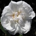 Picture of Shailers White Moss-Rose