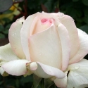Picture of Sheer Bliss-Rose