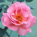 Picture of Shot Silk-Rose