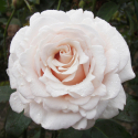 Picture of Silver Fern-Rose