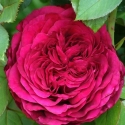 Picture of Simply Stunning-Rose