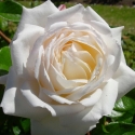 Picture of Sir Edmund Hillary Clg-Rose