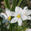 Picture of Sisyrinchium Snow Drift