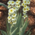 Picture of Sisyrinchium Variegatum