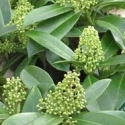Picture of Skimmia Kew Green