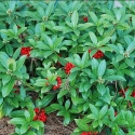 Picture of Skimmia j Rogersii
