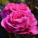 Picture of Skyla Rose Std 45cm-Rose